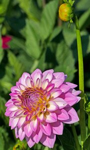 Dahlia reddish white