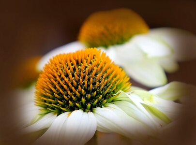 Nature flower plant