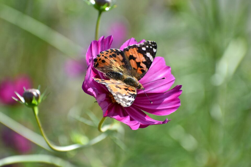 Flowers insect butterfly