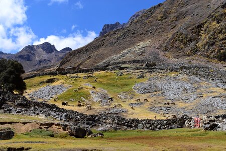 Peru mammals nature photo