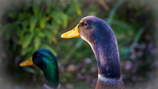 Water bird mallard duck bird photo