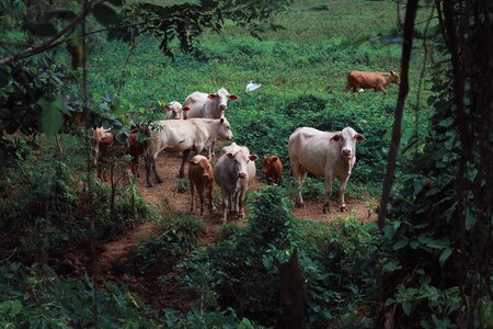 Nature livestock cattle photo