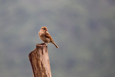 Birds sparrow mangalore photo