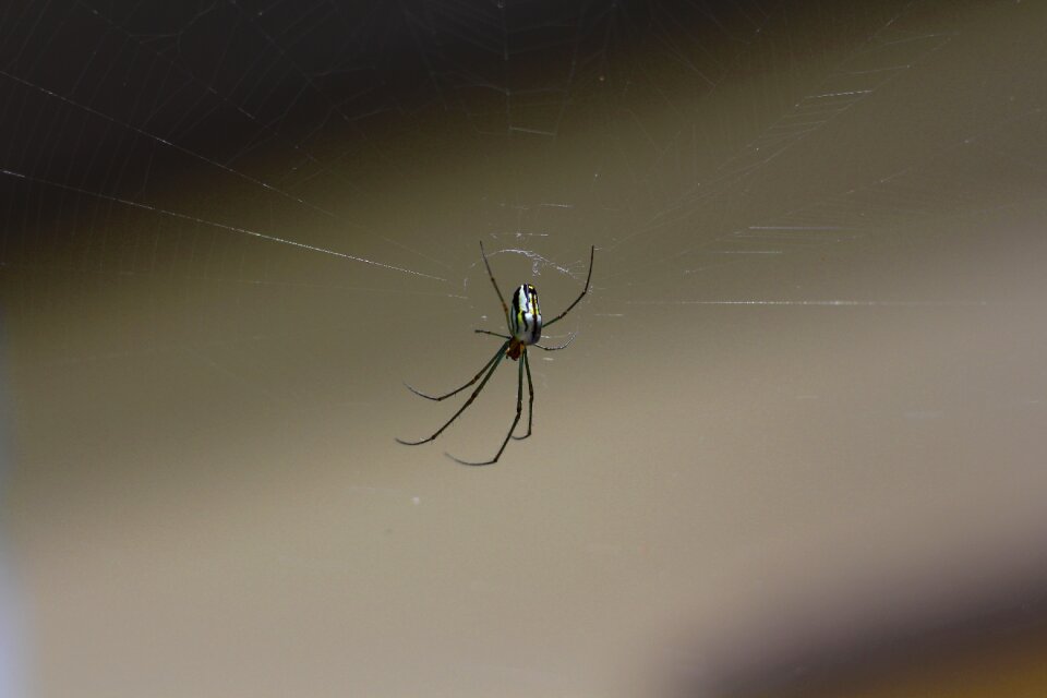 Arachnophobia legs bug