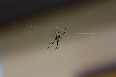 Arachnophobia legs bug