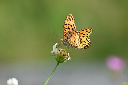 Flowers insect butterfly photo