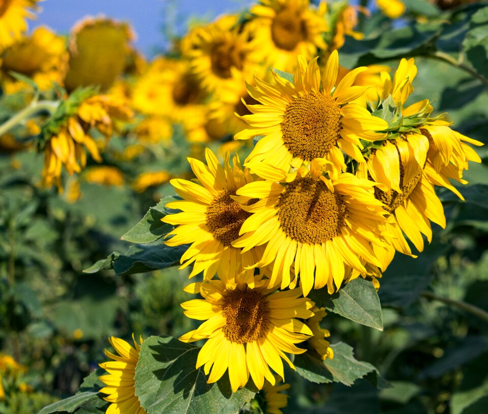 Flora flower yellow photo