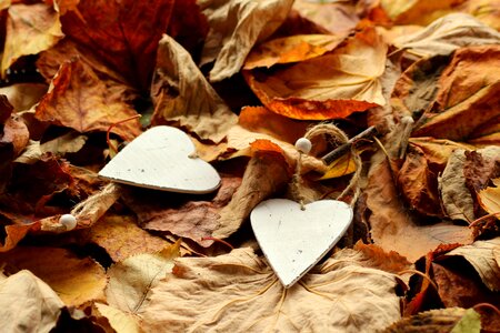 Romantic in the fall season