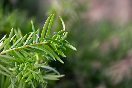 Leaves plant summer photo