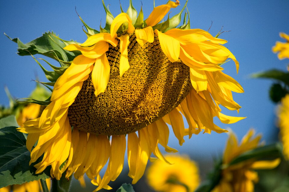 Flora flower yellow