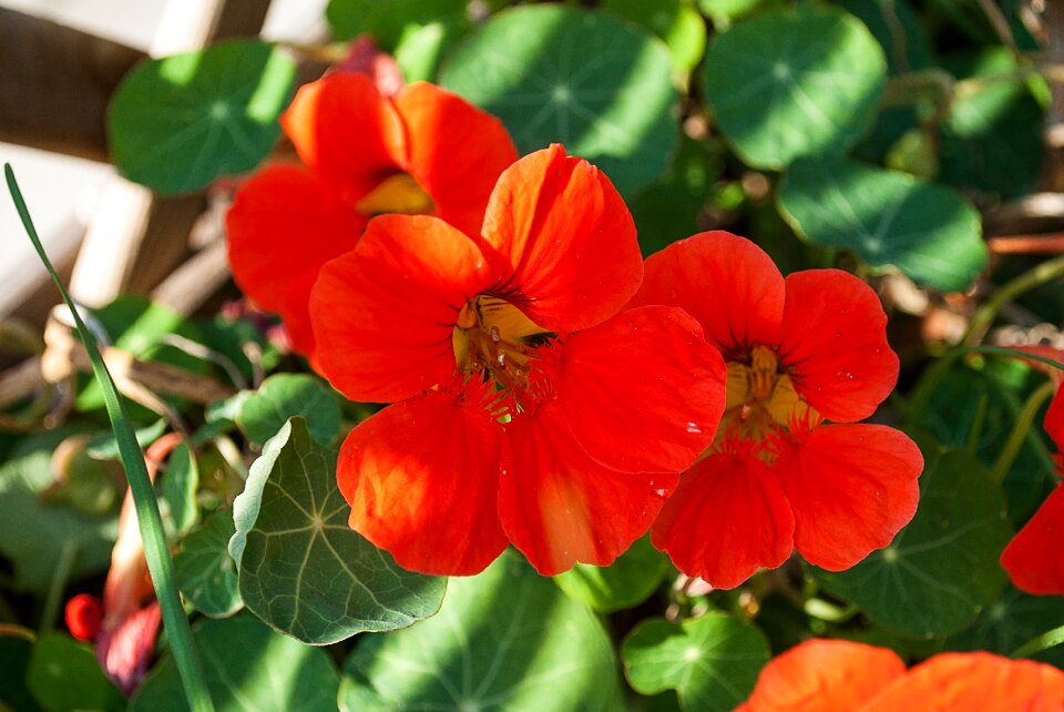 Flowers color bloom