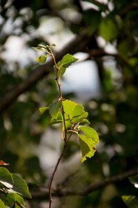 Leaves plant summer photo