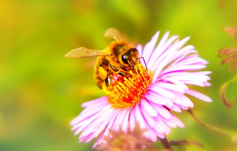 Apiformes pollen animals