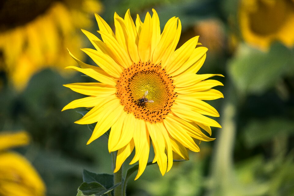 Flora flower yellow photo