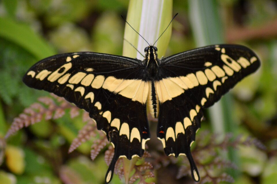 Butterfly insect wings
