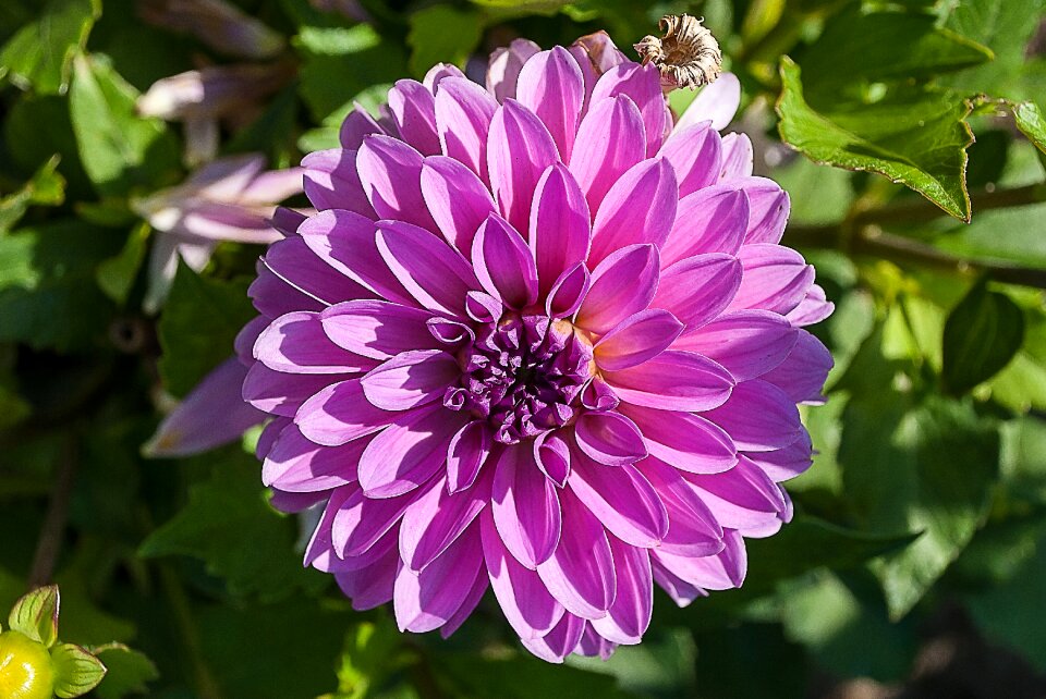 Vegetable flower garden plant