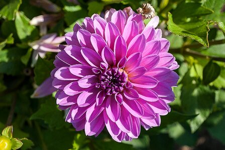 Vegetable flower garden plant