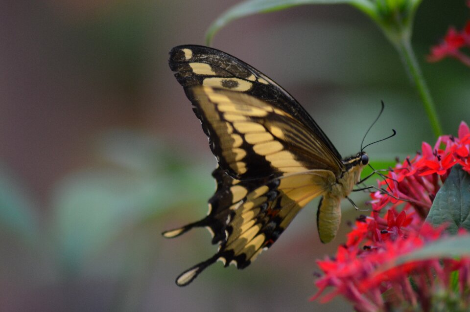Flower wings colorful