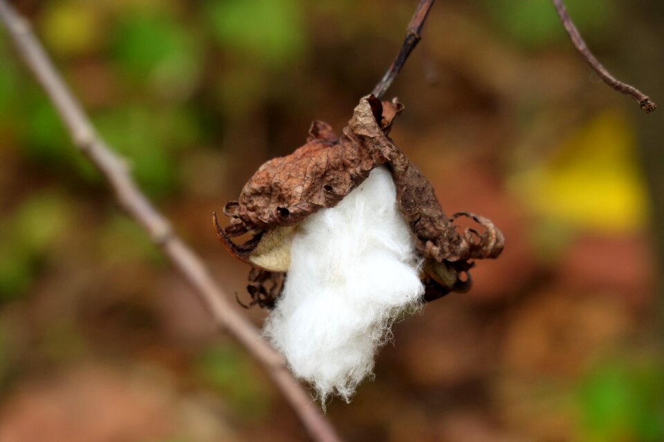 Cotton capsule plant flora