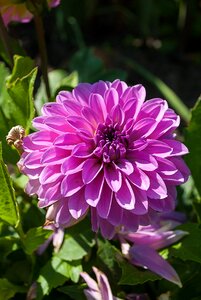 Blossom garden plant flower garden photo