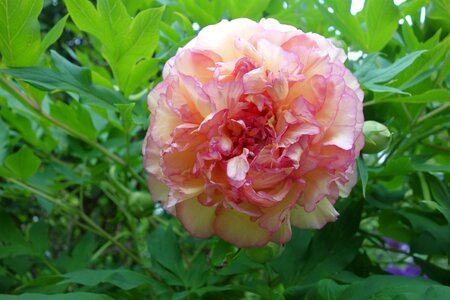 Plant ornamental plant bloom