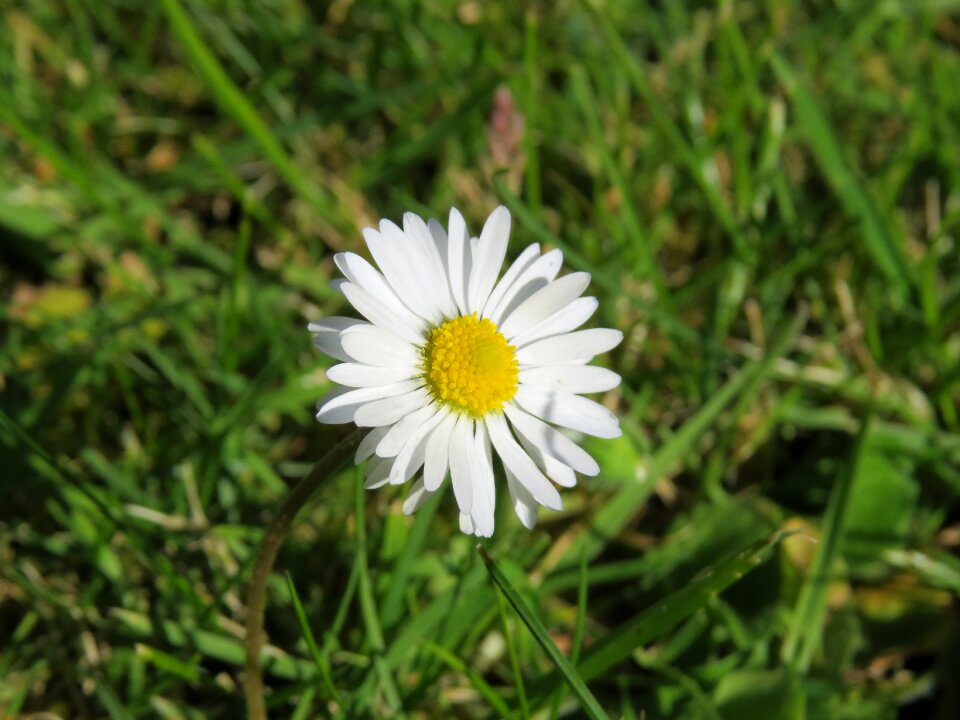 Nature spring plant