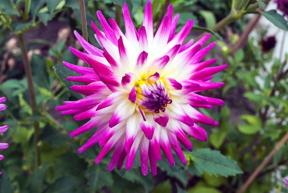 Flower garden bloom plant