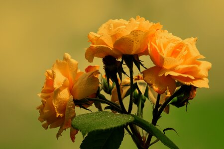 Orange flower wet photo