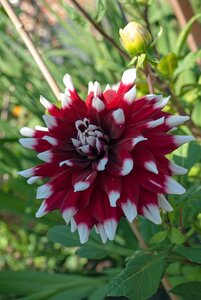 Color flower garden garden plant