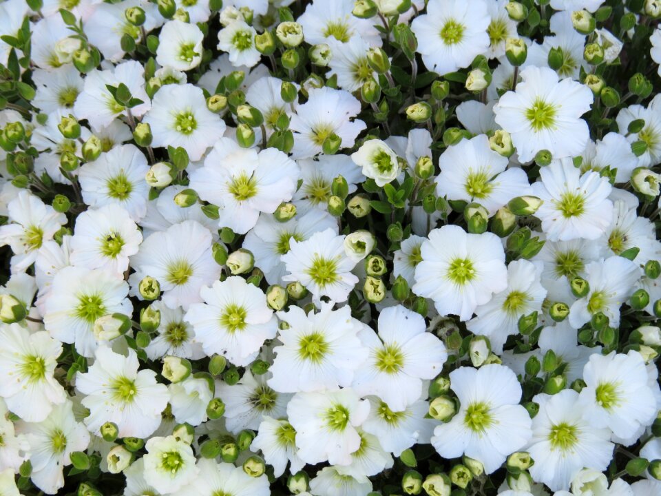 Nature summer spring