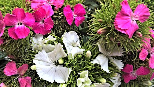 Cottage garden ornamental plant small flowers
