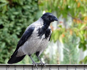 Raven bird sparrow bird plumage photo