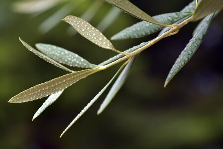 Green plant olive branch photo