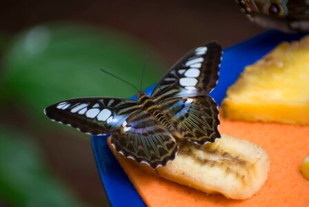 Banana butterfly insect