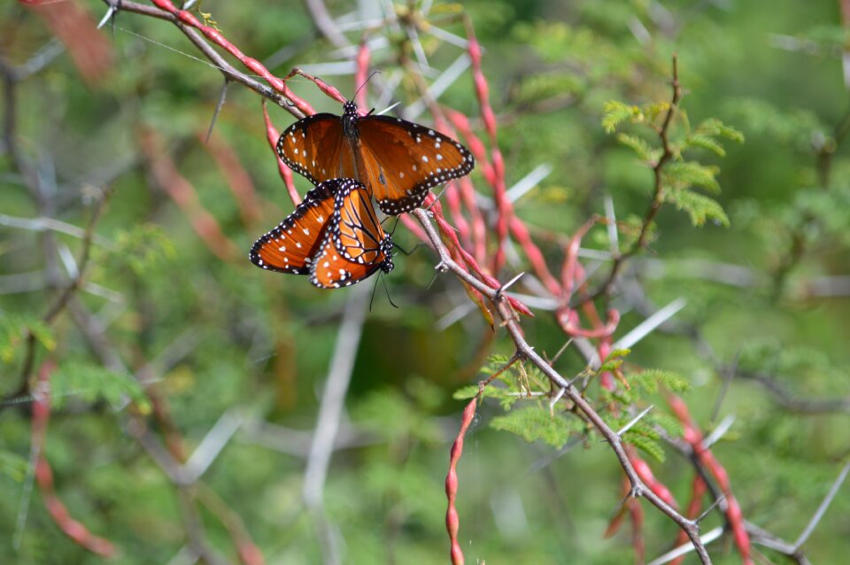 Butterflies thorns couple