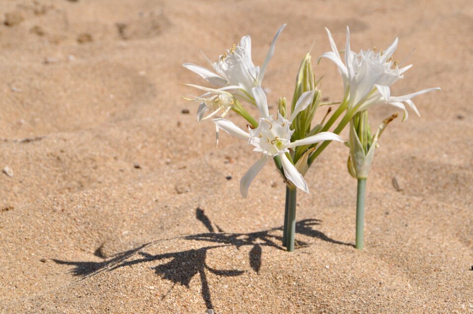 Nature ornamental flower shadow