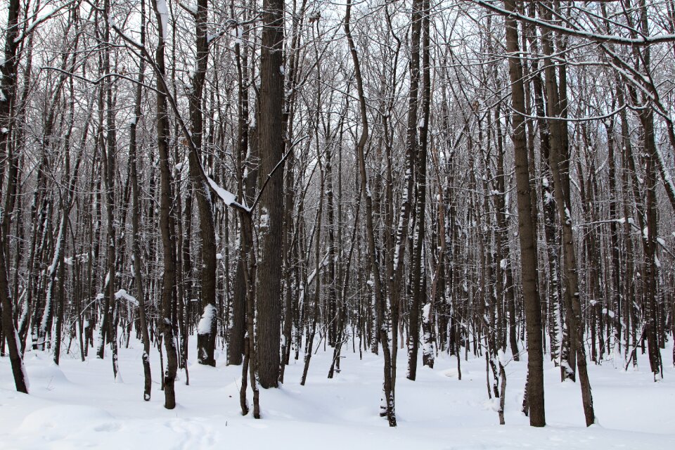 Nature cold landscape