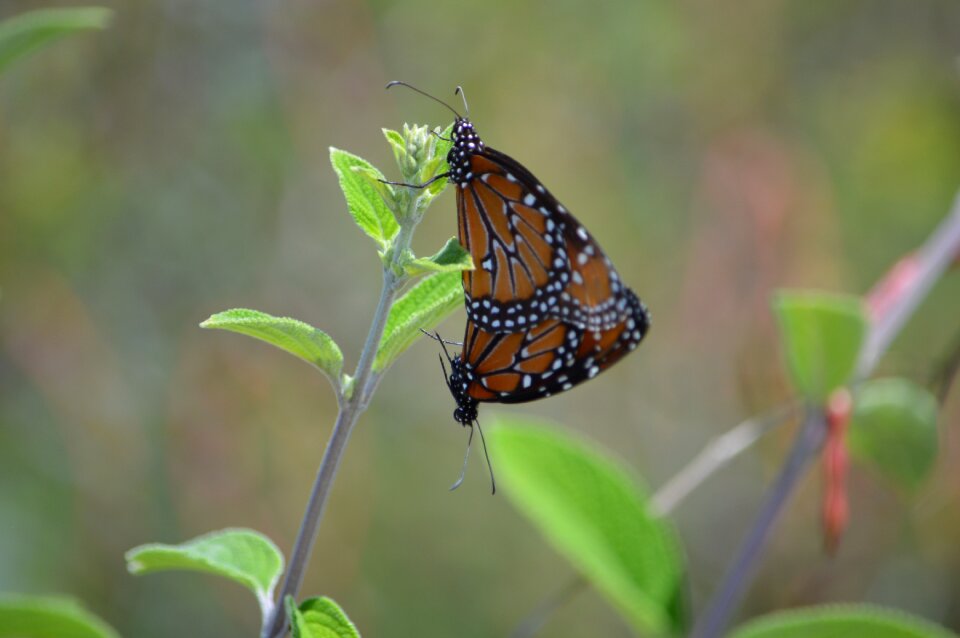 Butterflies couple nature