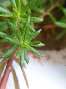 Small green leaves