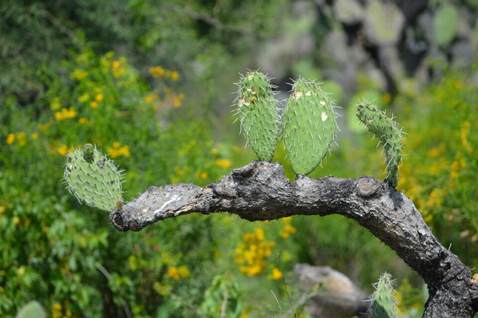 Cactus wild nature