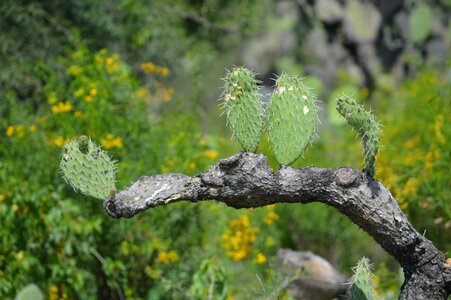 Cactus wild nature