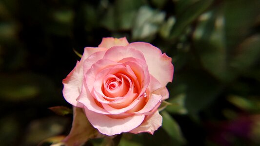 Colorful flower blossom