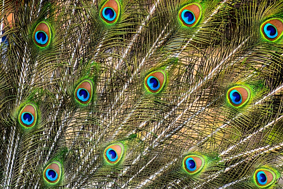 Iridescent animal pride