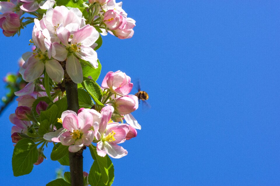Garden leaf apple blossom