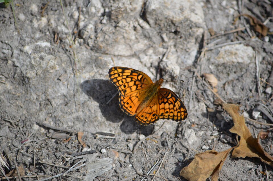 Autumn orange butterfly