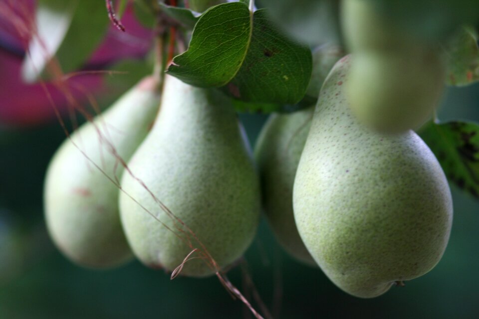 Garden fruit pear