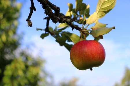 Fruit branch fruit tree