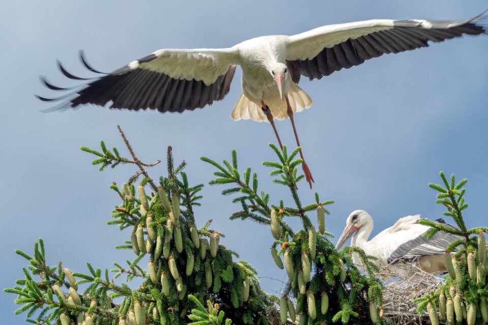 Nature animal storks