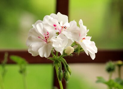 Houseplant potted flower phlox