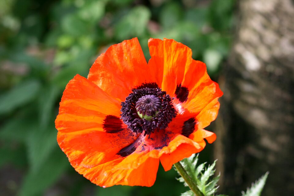 Nature garden poppy flower